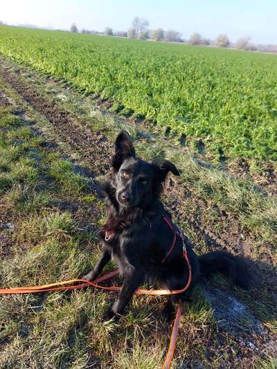 Mischlingshunde Foto Aufruf-Beitrag-Bild