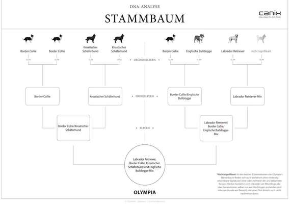 Hat schonmal jemand die Rasse beim Mischling bestimmen lassen?-Beitrag-Bild