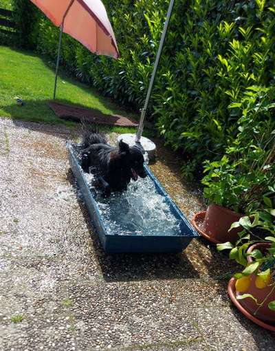 TierschutzhundeStammtisch🐕-Beitrag-Bild