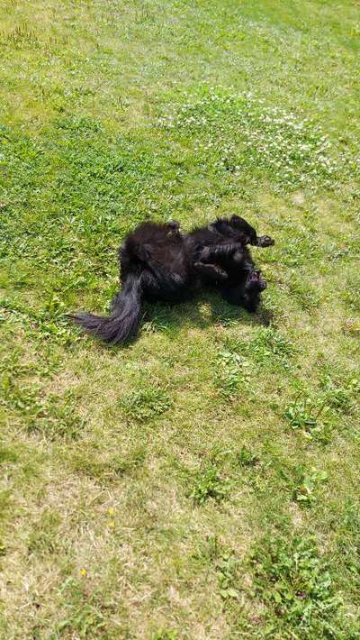 TierschutzhundeStammtisch🐕-Beitrag-Bild