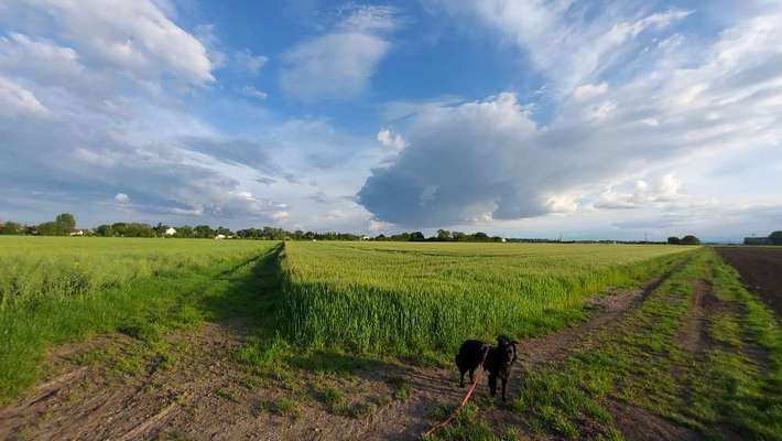 TierschutzhundeStammtisch🐕-Beitrag-Bild