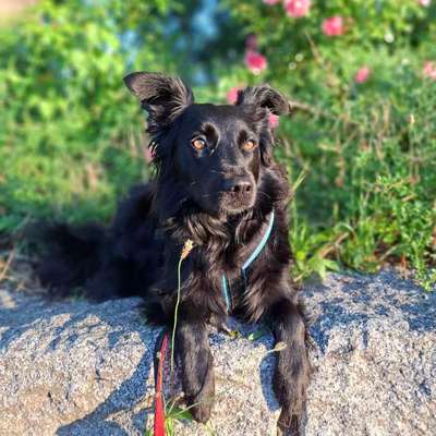 Traumhunde?-Beitrag-Bild