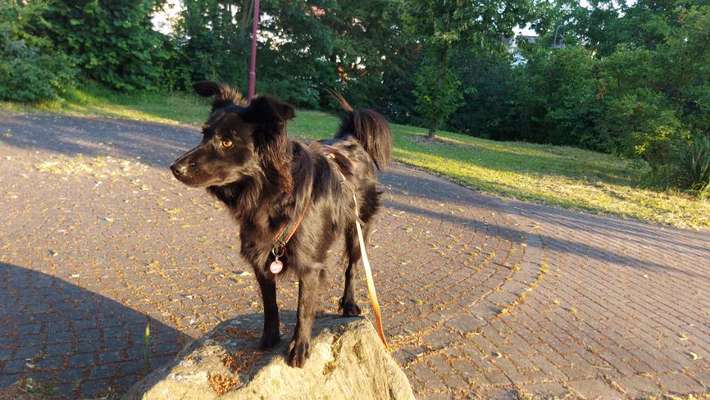 TierschutzhundeStammtisch🐕-Beitrag-Bild