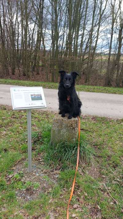 TierschutzhundeStammtisch🐕-Beitrag-Bild