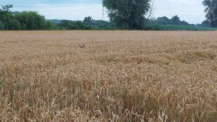 TierschutzhundeStammtisch🐕-Beitrag-Bild