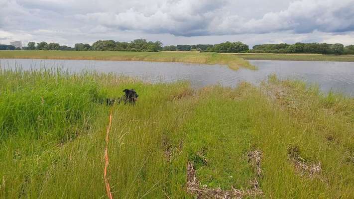 TierschutzhundeStammtisch🐕-Beitrag-Bild