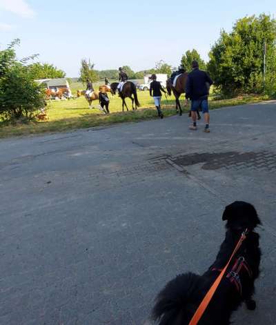 TierschutzhundeStammtisch🐕-Beitrag-Bild