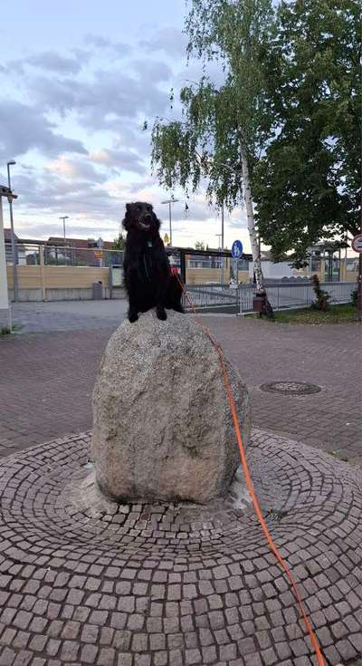 TierschutzhundeStammtisch🐕-Beitrag-Bild