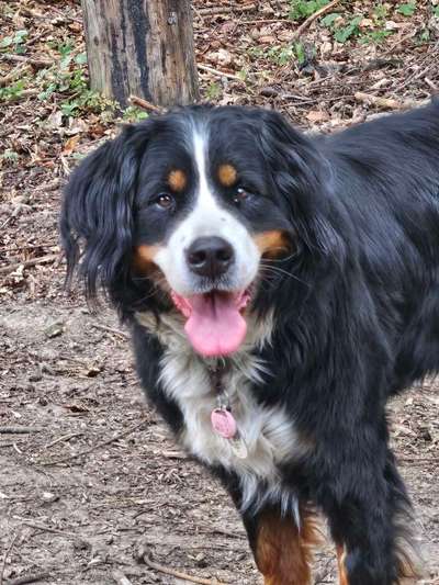 Reinrassige Hunde?-Beitrag-Bild