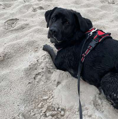 Hundetreffen-Letzte Gassirunde im Riemke Park-Bild