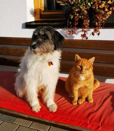 Hund und Katz Momente-Beitrag-Bild