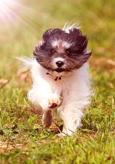 Die Dogorama Kalender Challenge 4/4-Beitrag-Bild