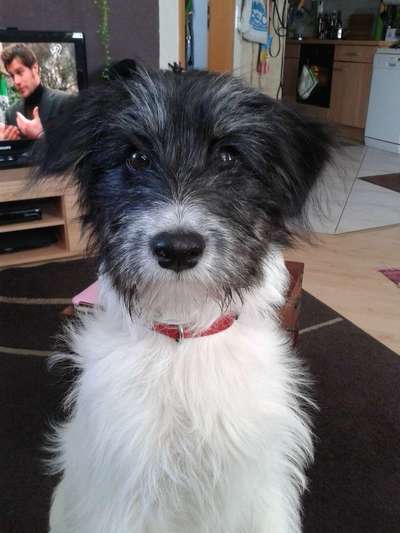 Welpen Bilder !-Beitrag-Bild