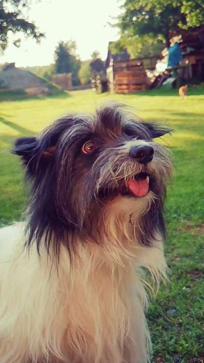 Die Dogorama-Wochen-Challenge "Die schönste Grimasse"-Beitrag-Bild