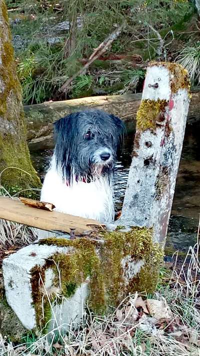 Die Dogorama Wochen Challenge: “Regenspaziergänge"-Beitrag-Bild