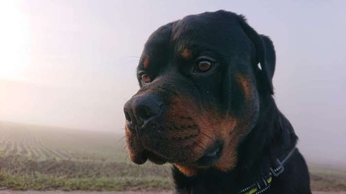 Hundetreffen-Treffen in Neuhausen-Bild