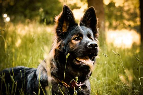 Alles rund um den Schäferhund, diskutieren erwünscht.-Beitrag-Bild