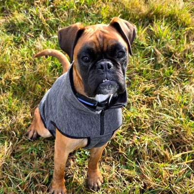 Hundetreffen-Gassidate-Bild