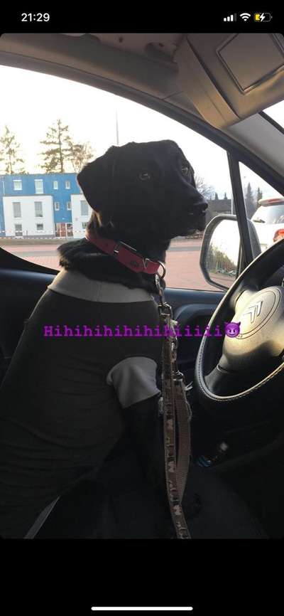FOTOCHALLENGE 70 - Dein Hund im Auto-Beitrag-Bild