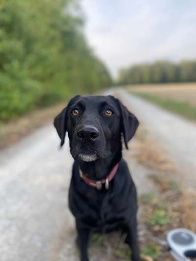 Dogorama Photo Challenge - Portrait-Beitrag-Bild