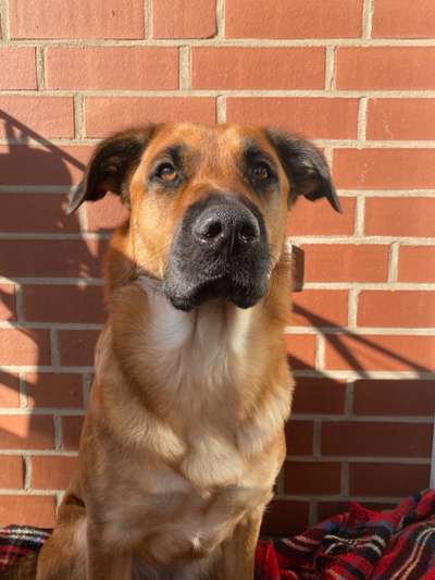 Mischlinge raten - Rätselspaß-Beitrag-Bild