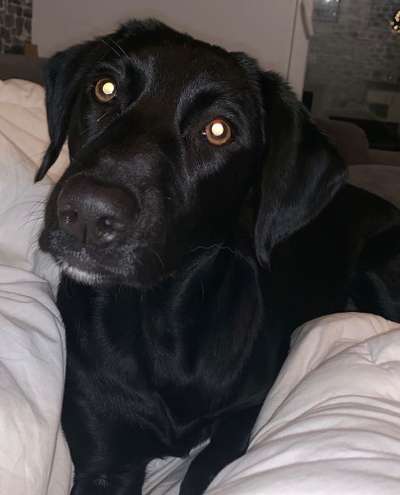 Reinrassige Hunde?-Beitrag-Bild