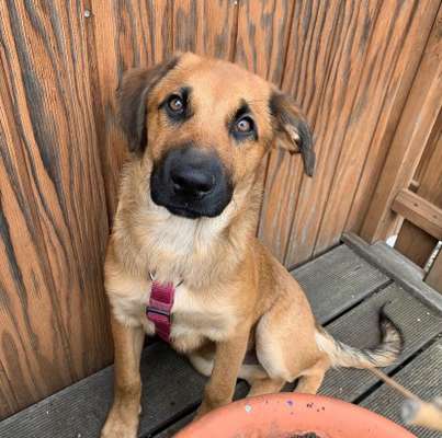 Mischlingshunde Foto Aufruf-Beitrag-Bild