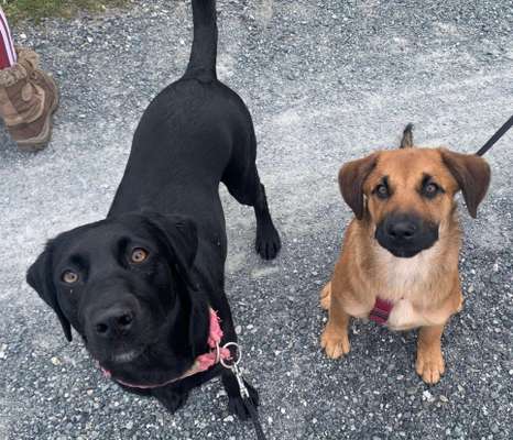 Dogorama Photo Challenge - Der Frühling kommt-Beitrag-Bild