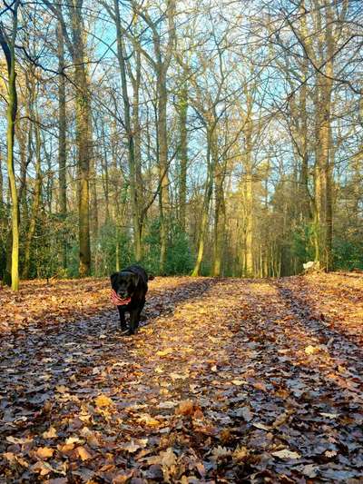 Labradorfans-Beitrag-Bild
