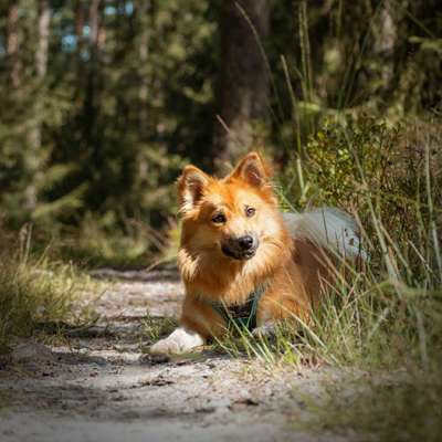 Hundetreffen-Hundetreffen-Bild