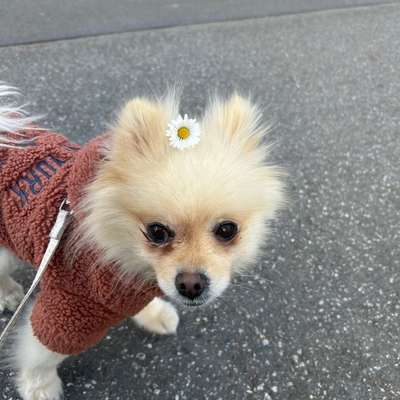 Hundetreffen-Souveränen Gassikumpel gesucht-Bild