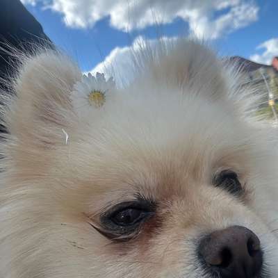 Freddys Kummerkasten-Beitrag-Bild