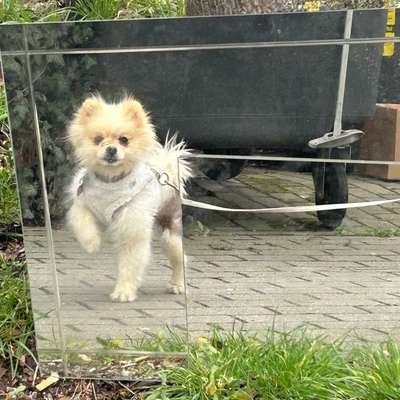 Hat mein Hund Angst vor mir?-Beitrag-Bild