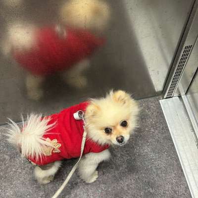 Hat mein Hund Angst vor mir?-Beitrag-Bild