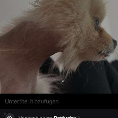 Was hat euch heute mit eurem Hund gefreut?-Beitrag-Bild