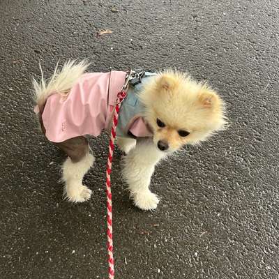 Was hat euch heute mit eurem Hund gefreut?-Beitrag-Bild