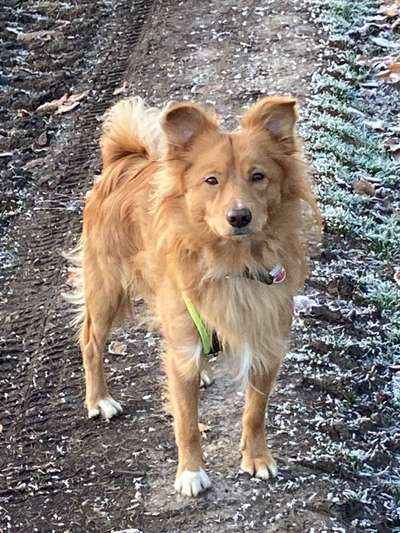 Mischlinge raten - Rätselspaß-Beitrag-Bild