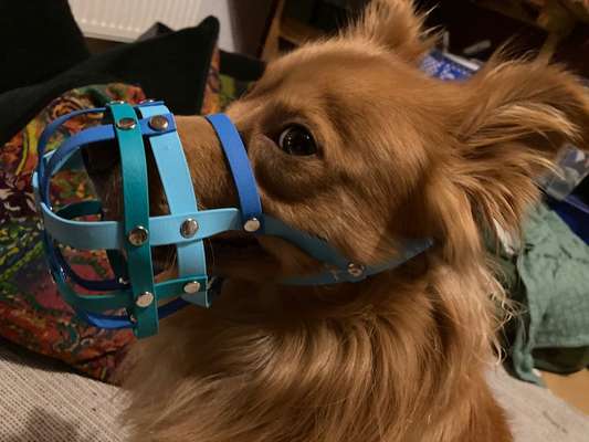 Maulkorb rauf - Vorurteile runter-Beitrag-Bild