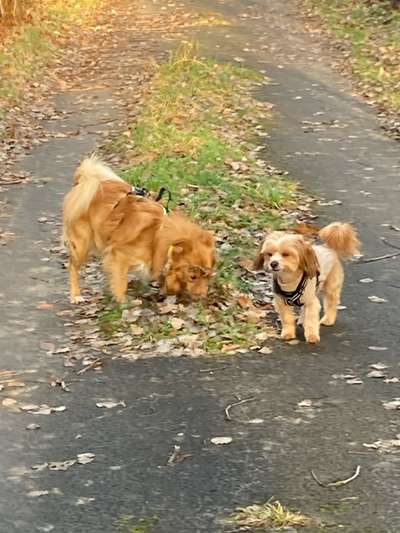 Wie kamst du zu deinem Hund?-Beitrag-Bild