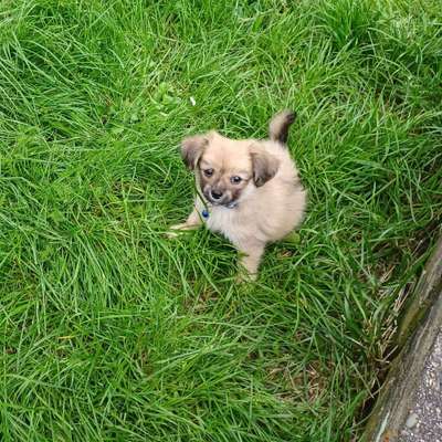 Hundetreffen-Welpen treffen in Menden-Bild