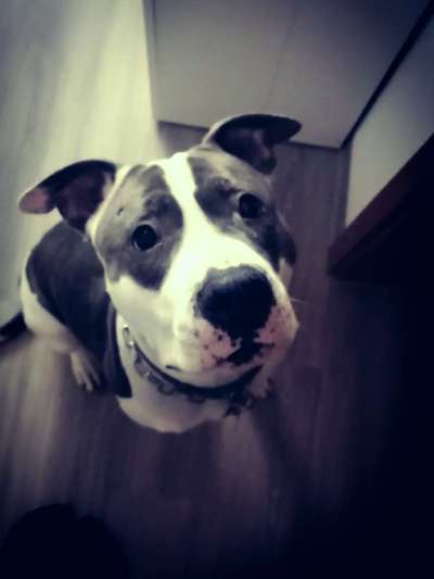 Wie heißt dein Hund?-Beitrag-Bild