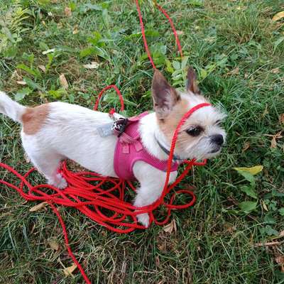 Hundetreffen-Gassi-Runde-Bild