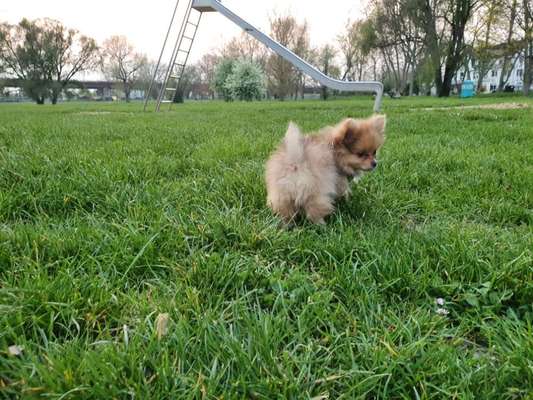 Fotochallenge No. 26                                     Wald und Wiese-Beitrag-Bild