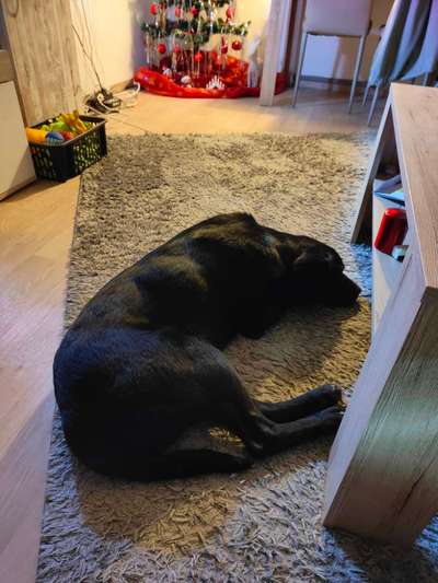 Windhunde - Treffen der besonderen Schönheiten
HERZLICH WILLKOMMEN-Beitrag-Bild