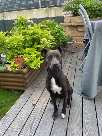 Mischlinge raten - Rätselspaß-Beitrag-Bild