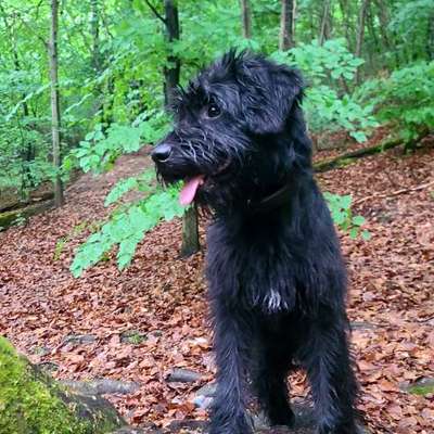 Hundetreffen-Gassi und Spielrunde-Bild