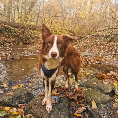 Dogorama-Monats-Challenge-Mai "Wasser"-Beitrag-Bild