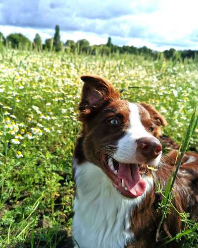 Die Dogorama Monats Challenge "Es grünt und blüht"-Beitrag-Bild