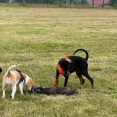 Hundetreffen-Hangar 21-Bild