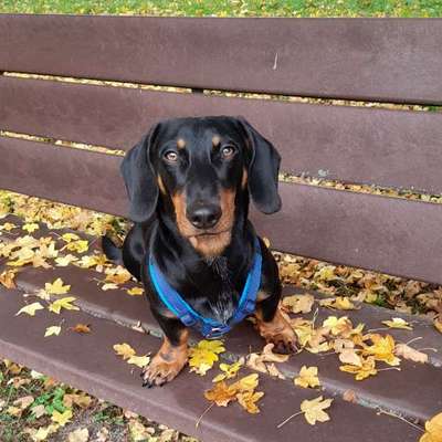 Hundetreffen-Gassirunde mit kleinen Junghunden-Bild